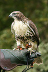 Canadian red-tailed hawk