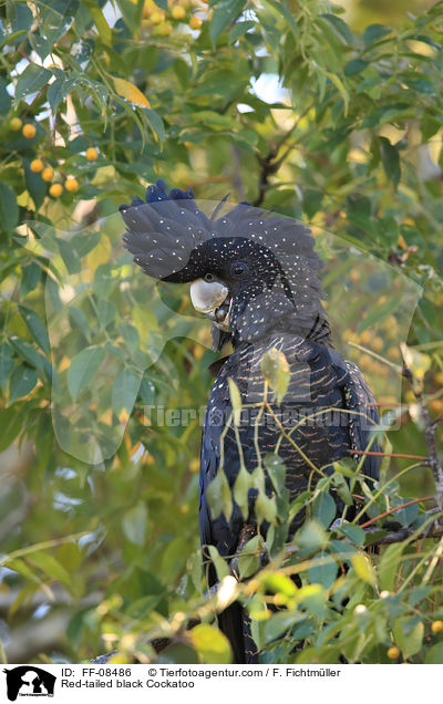 Red-tailed black Cockatoo / FF-08486