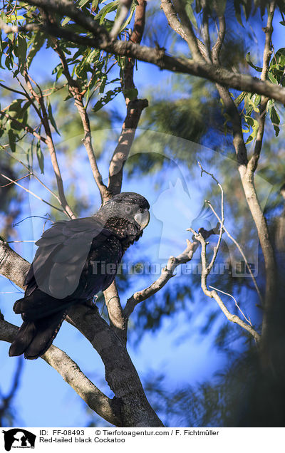 Red-tailed black Cockatoo / FF-08493