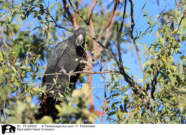 Red-tailed black Cockatoo / FF-08500