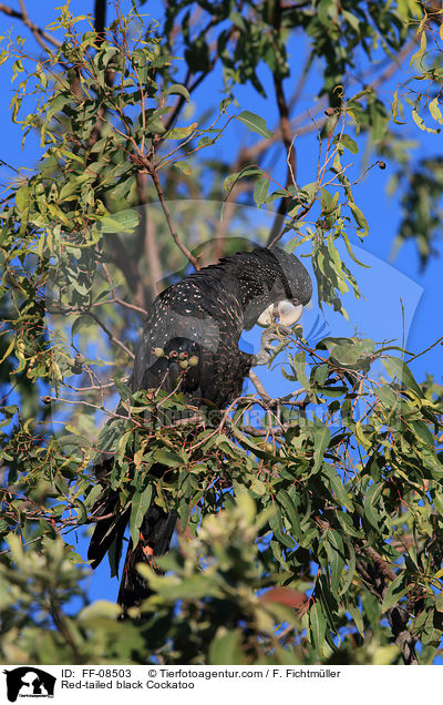 Red-tailed black Cockatoo / FF-08503