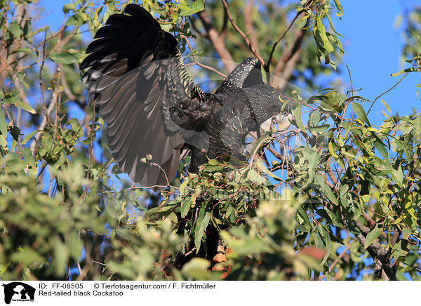 Red-tailed black Cockatoo / FF-08505
