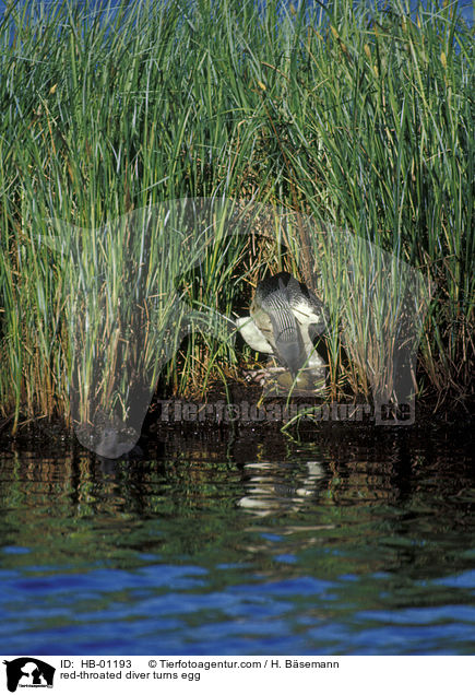 red-throated diver turns egg / HB-01193
