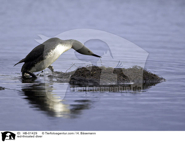 red-throated diver / HB-01429