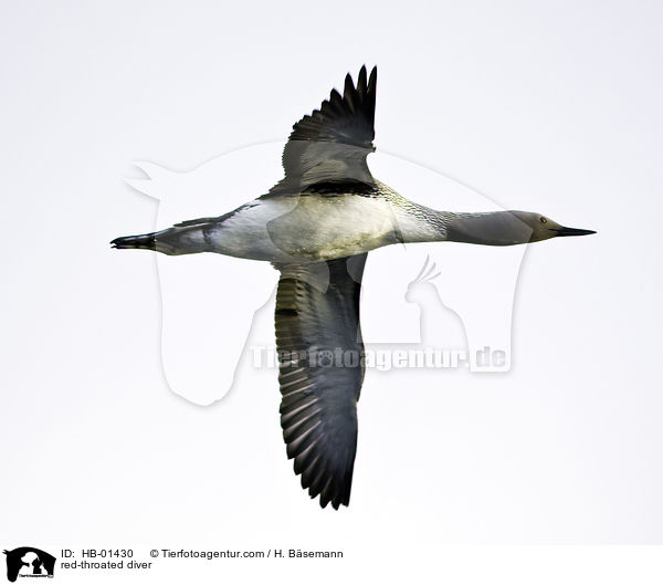 red-throated diver / HB-01430