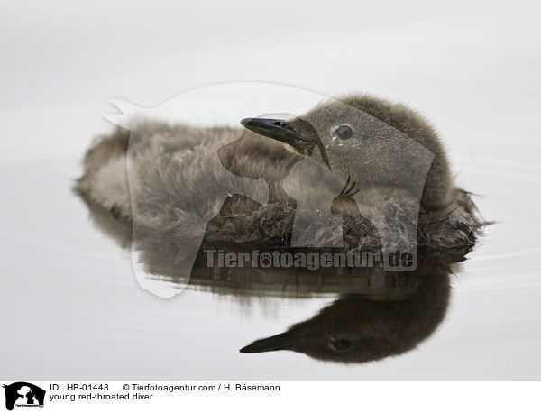 young red-throated diver / HB-01448