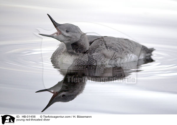 young red-throated diver / HB-01456