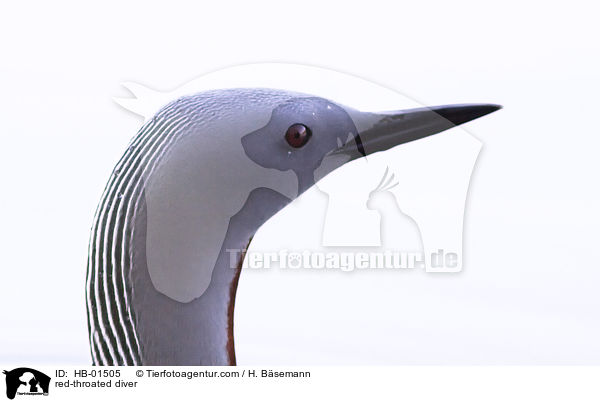 red-throated diver / HB-01505