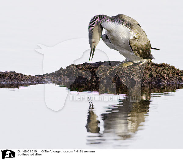 red-throated diver / HB-01510