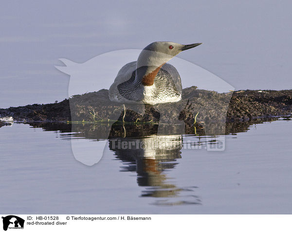 red-throated diver / HB-01528
