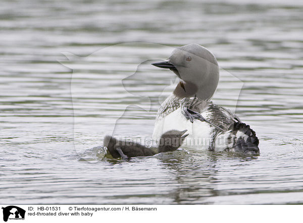 red-throated diver with baby / HB-01531