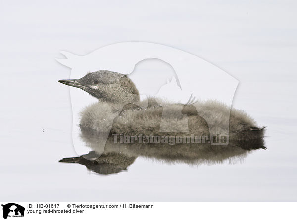 young red-throated diver / HB-01617