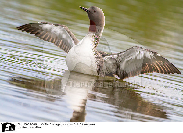 red-throated diver / HB-01666