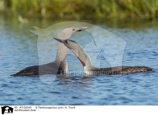 red-throated diver / AT-02045