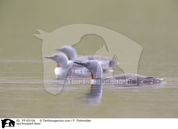 red-throated diver / FF-05104