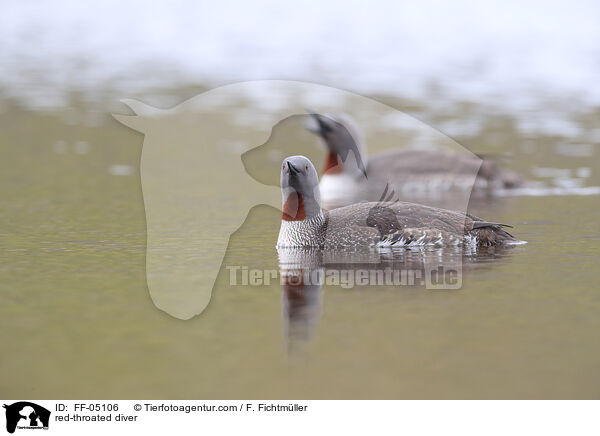 red-throated diver / FF-05106