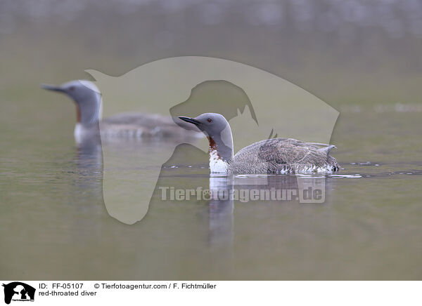 red-throated diver / FF-05107
