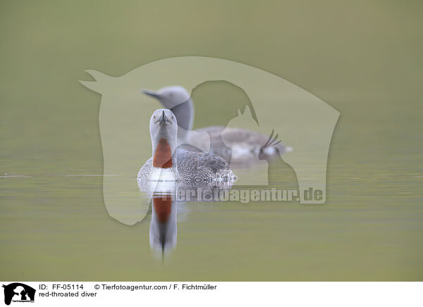 red-throated diver / FF-05114