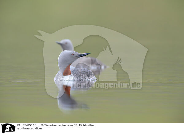 red-throated diver / FF-05115