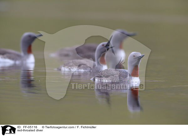 red-throated diver / FF-05116