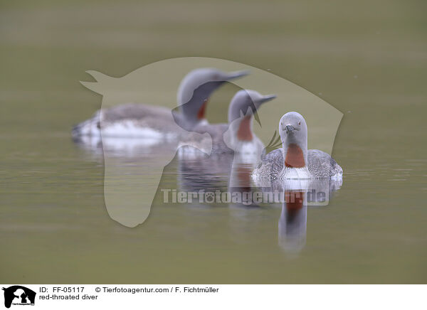 red-throated diver / FF-05117