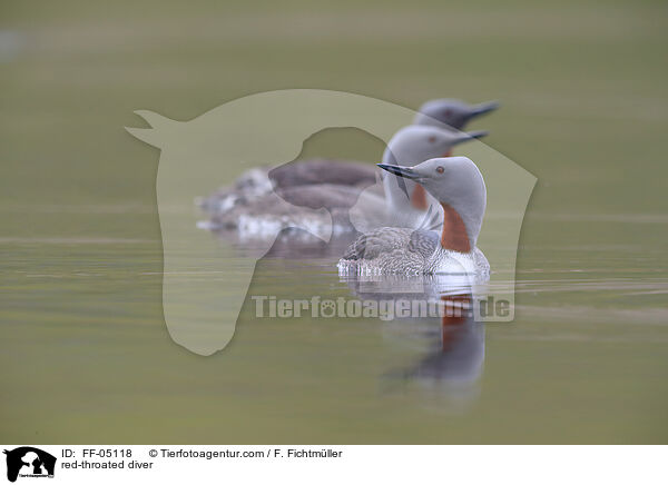 red-throated diver / FF-05118