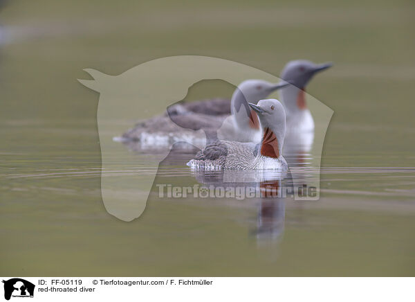 red-throated diver / FF-05119