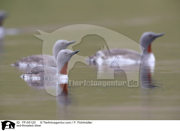 red-throated diver / FF-05120