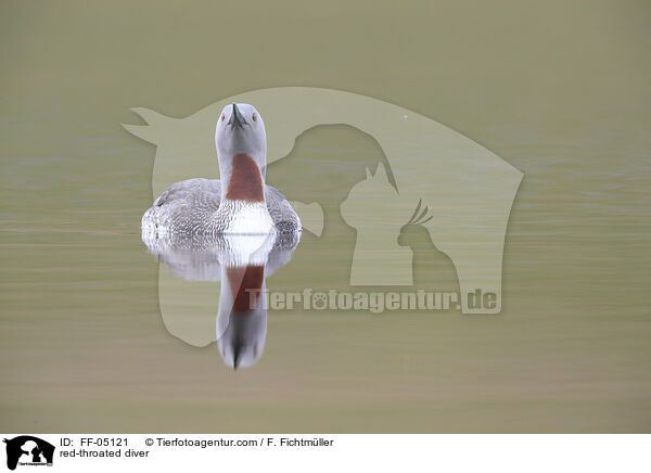red-throated diver / FF-05121
