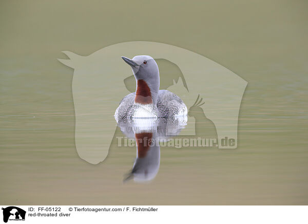 red-throated diver / FF-05122