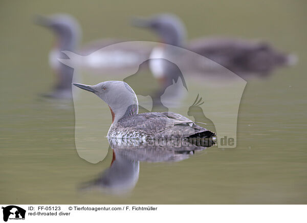 red-throated diver / FF-05123