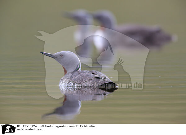 red-throated diver / FF-05124