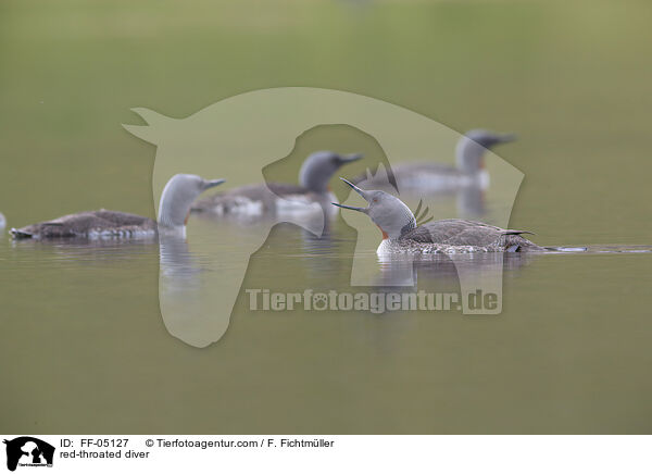 red-throated diver / FF-05127