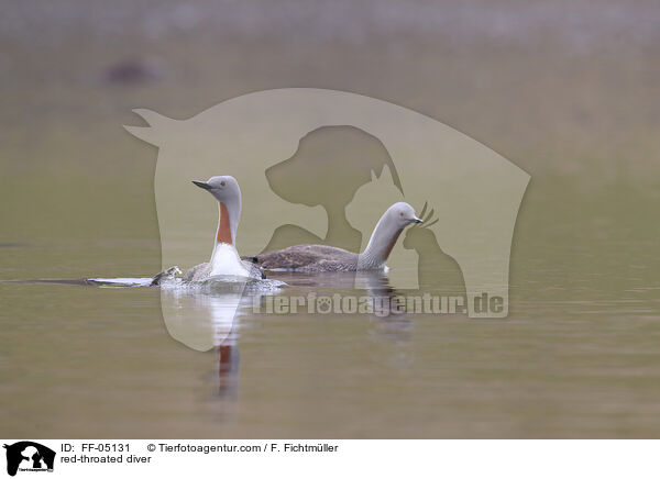 red-throated diver / FF-05131