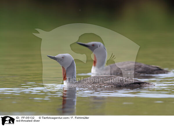 red-throated diver / FF-05132