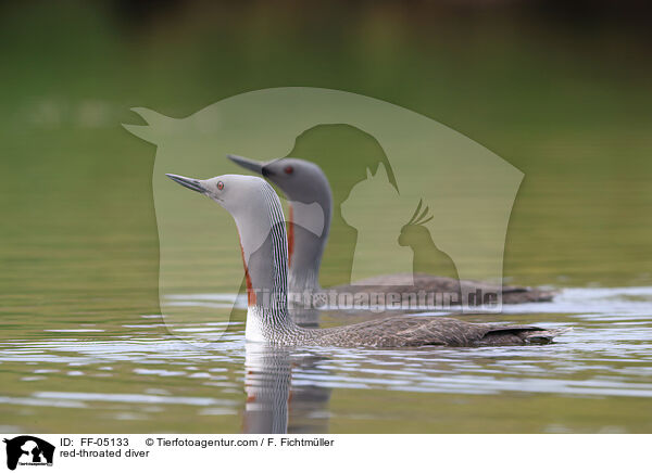 red-throated diver / FF-05133