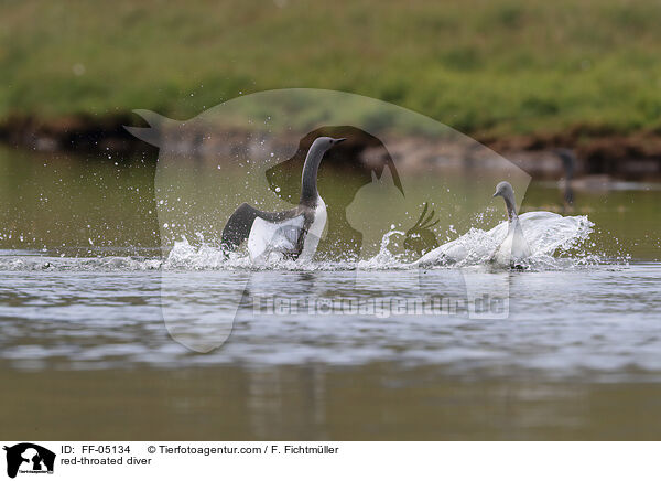 red-throated diver / FF-05134