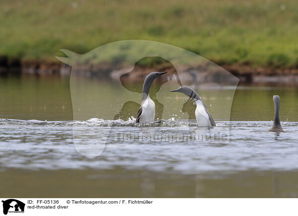 red-throated diver / FF-05136