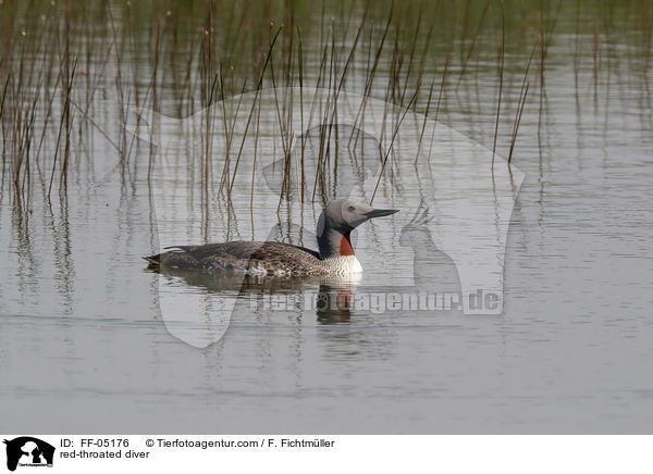 red-throated diver / FF-05176
