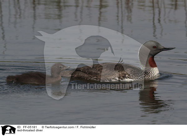 red-throated diver / FF-05181