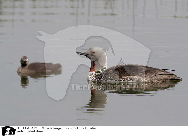 red-throated diver / FF-05183