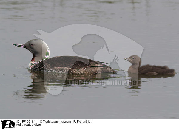 red-throated diver / FF-05184
