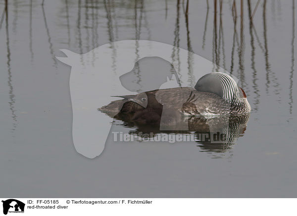 red-throated diver / FF-05185