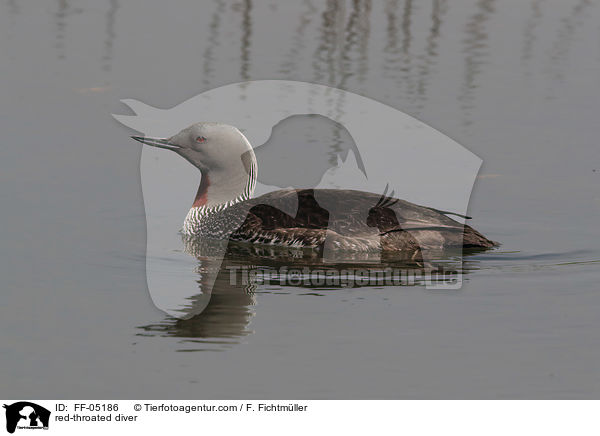 red-throated diver / FF-05186