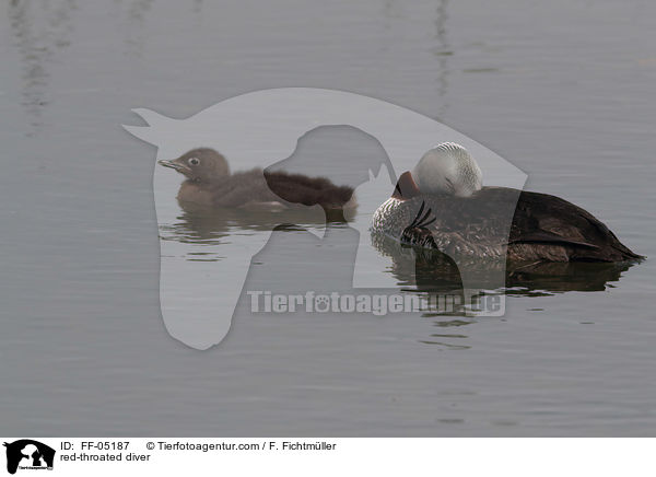 red-throated diver / FF-05187