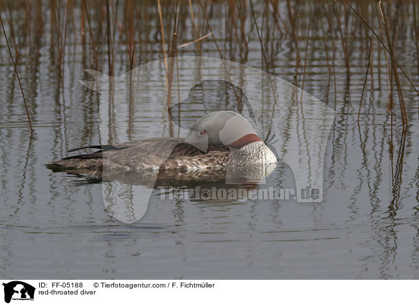 red-throated diver / FF-05188