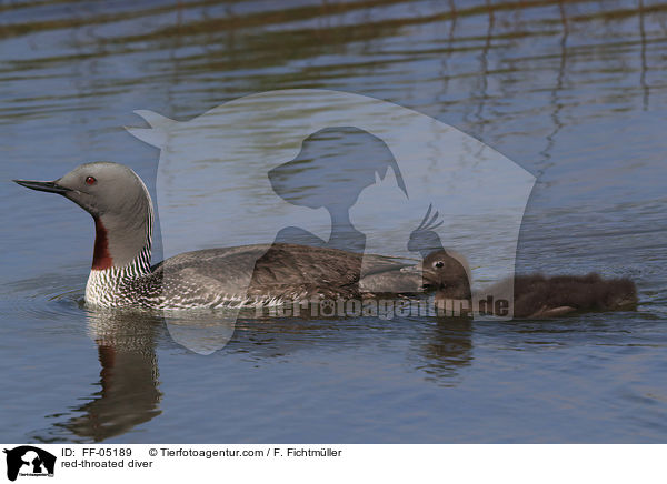 red-throated diver / FF-05189