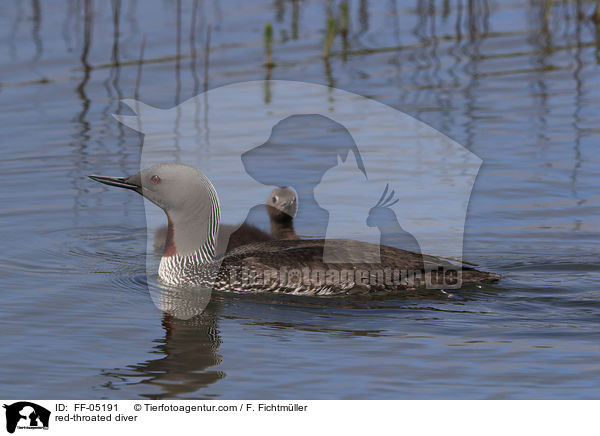 red-throated diver / FF-05191