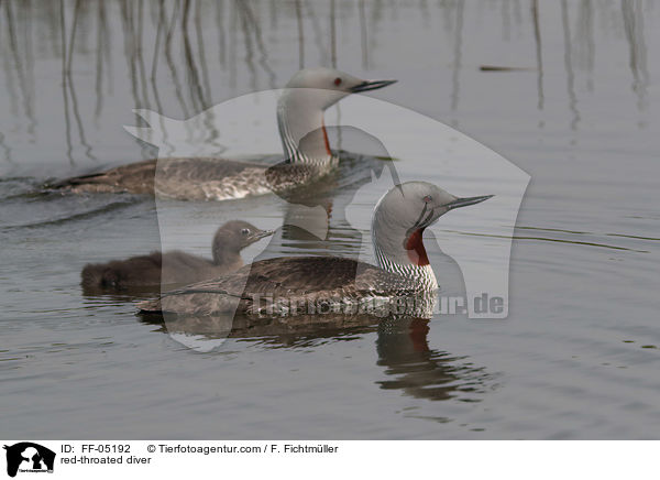 red-throated diver / FF-05192