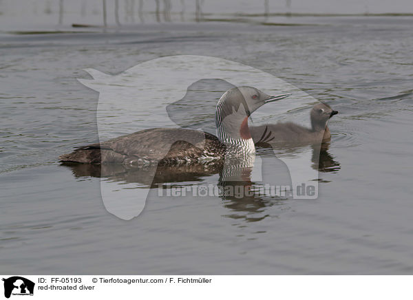 red-throated diver / FF-05193